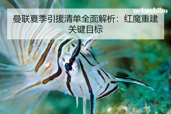 曼联夏季引援清单全面解析：红魔重建关键目标